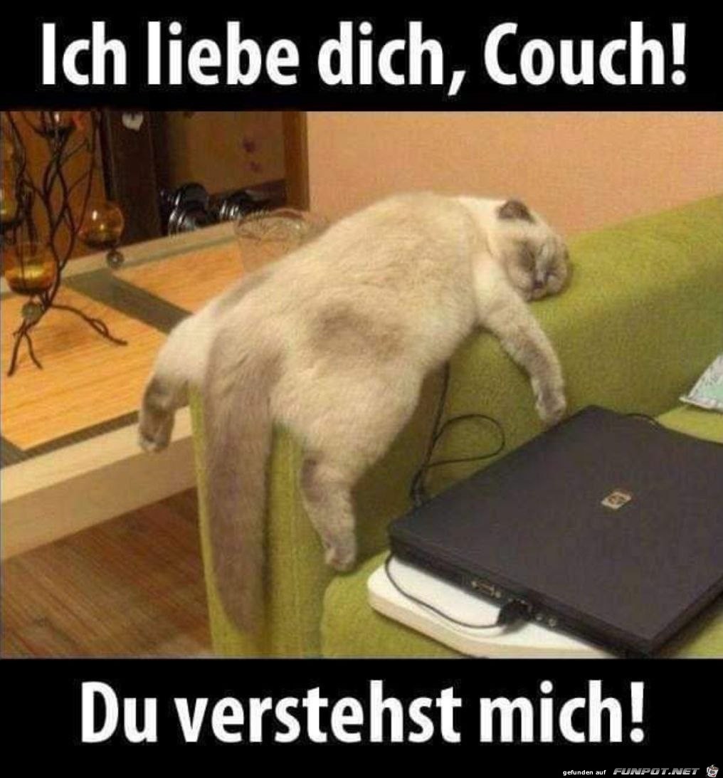 Katze liebt die Couch