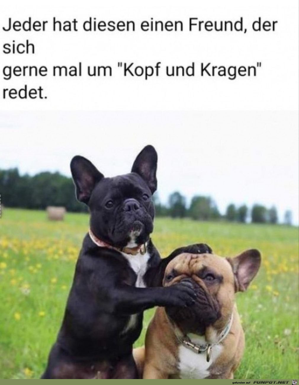 Dieser eine Freund