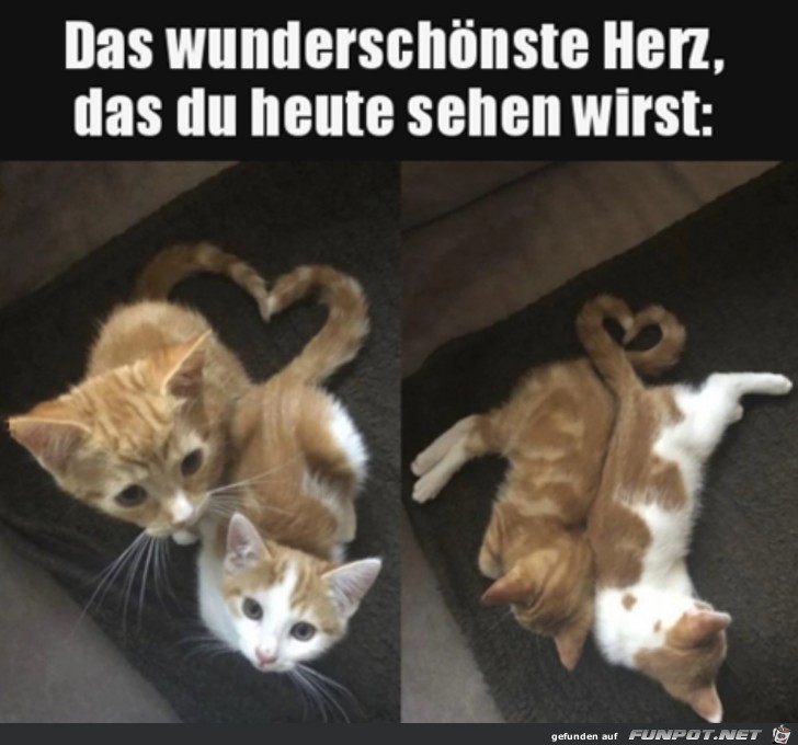 herzige Tierbilder