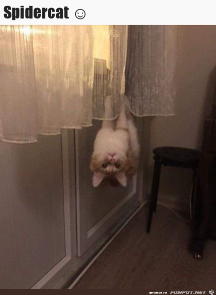 Spidercat