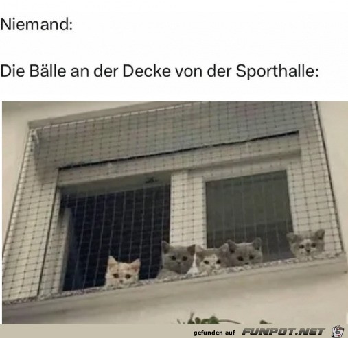 Die Blle in der Sporthalle