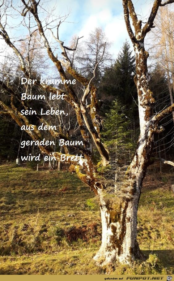 Der krumme Baum lebt sein Leben