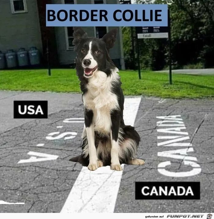 Border Collie