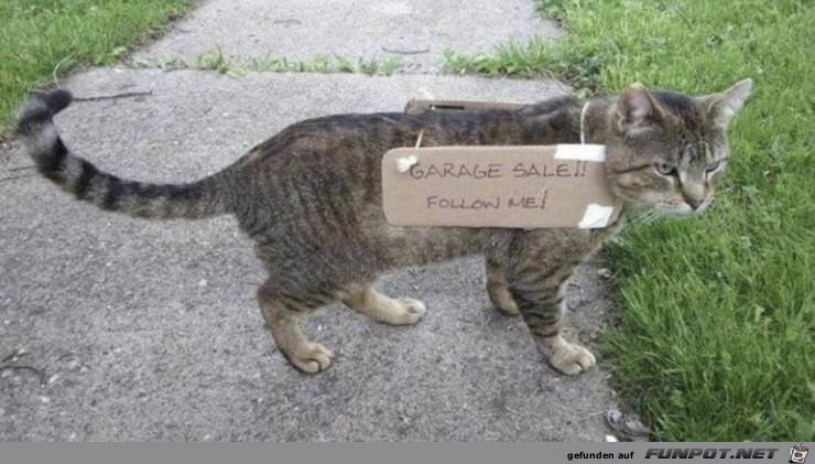 Katze mit Schild