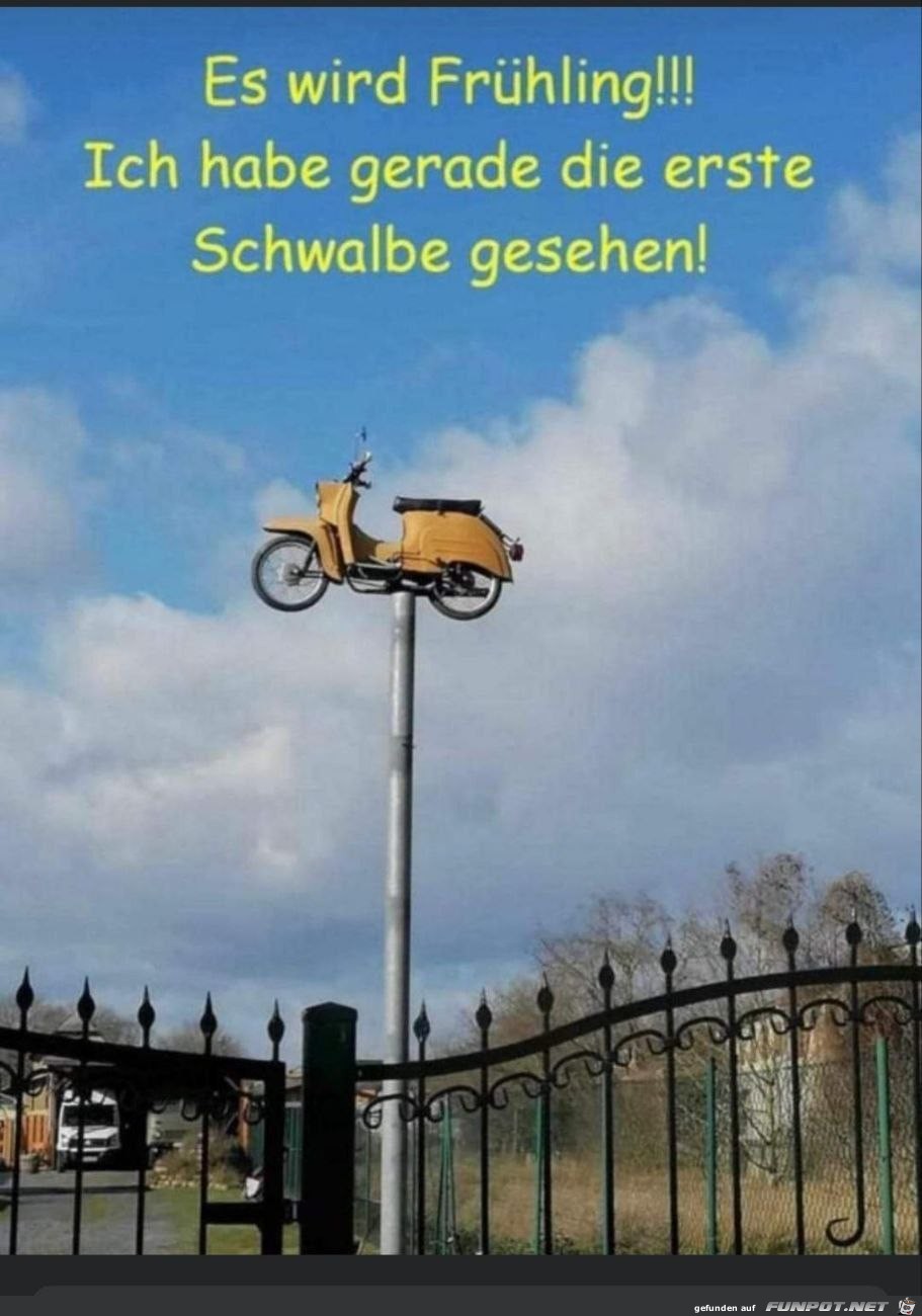 Die erste Schwalbe gesehen