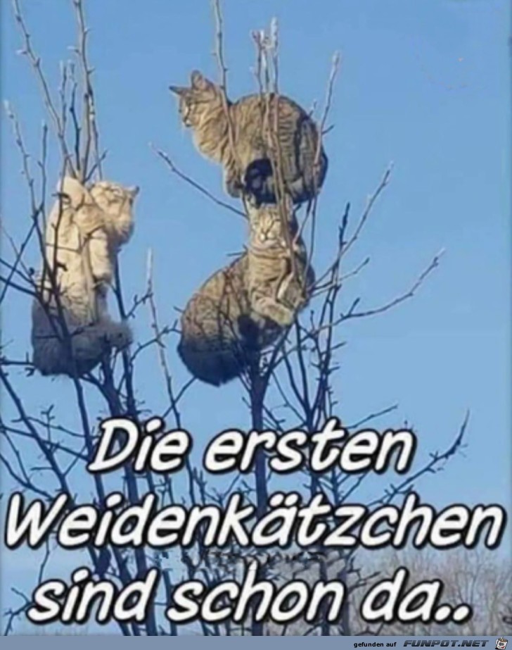 Weidektzchen