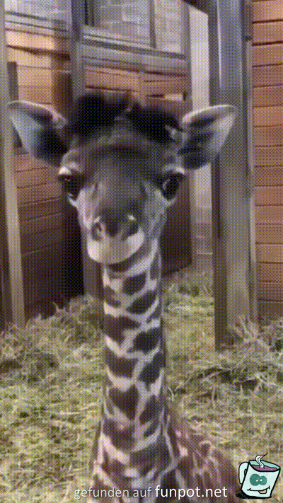 Lustige kleine Giraffe