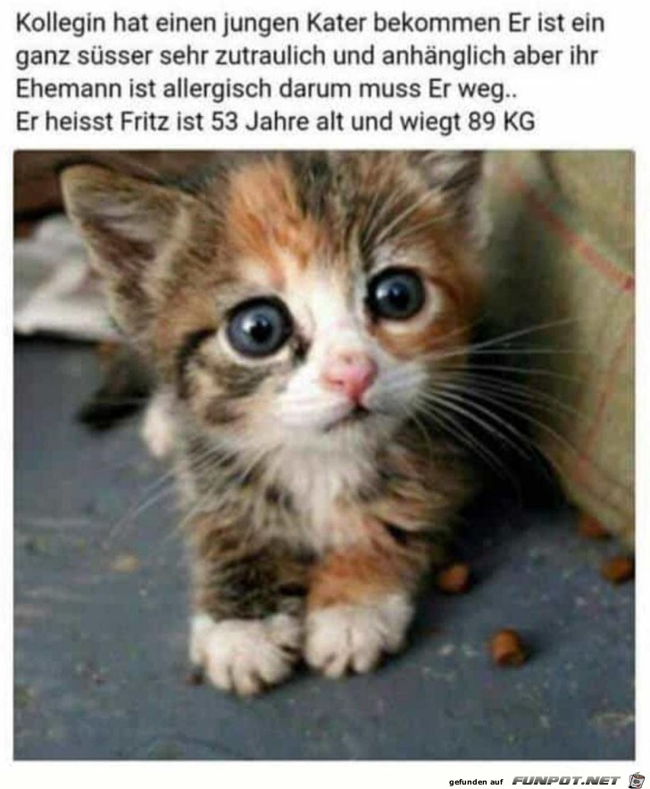 Junger Kater