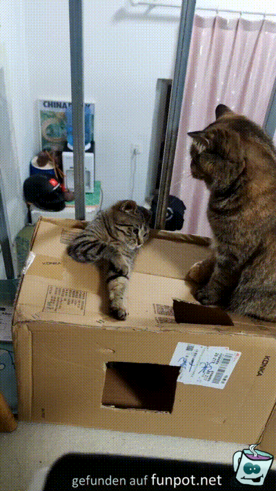Katzen und der Karton