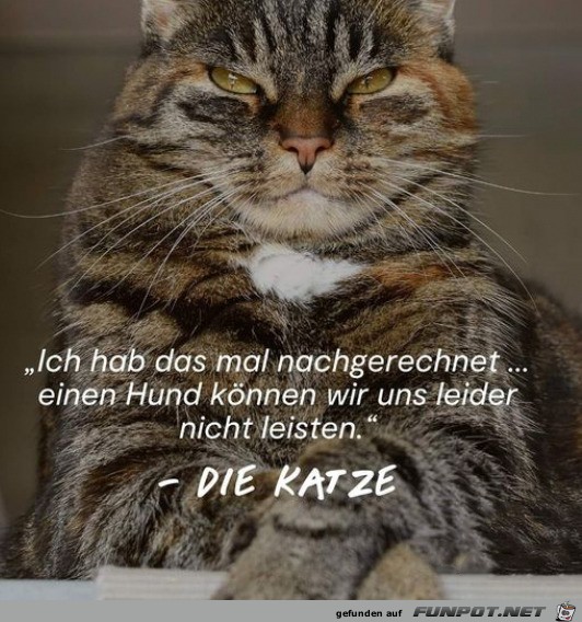 Die Katze hat das durchgerechnet