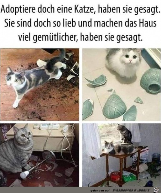 Adoptiere eine Katze