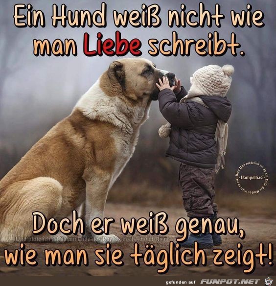 Ein Hund wei nicht wie man Liebe schreibt