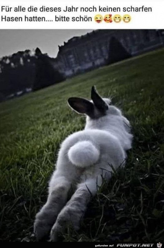 Schicker Hase