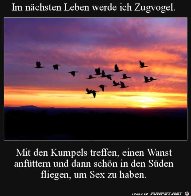 Zugvogel werden