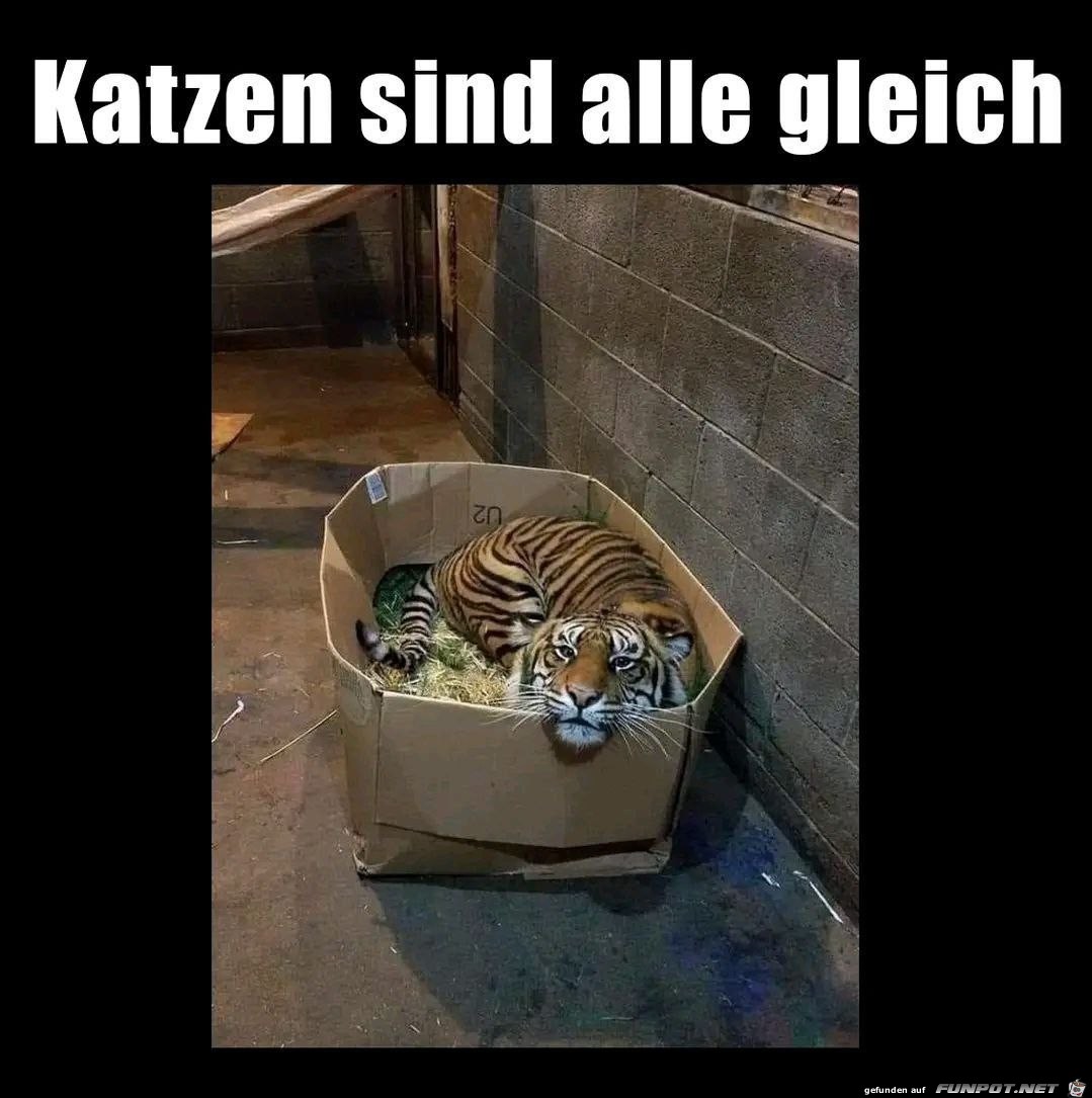 Alle Katzen sind gleich