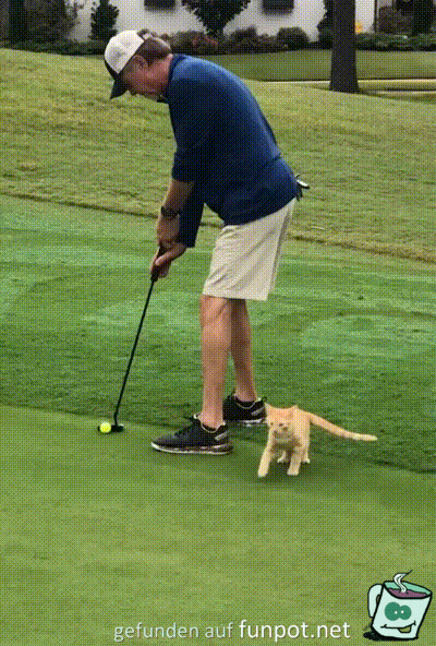 Katze beim Golf