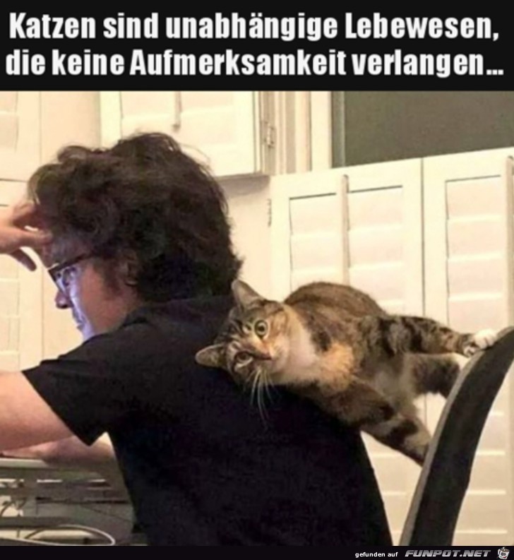 Katzen eben