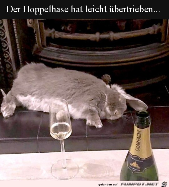 Hase hatte etwas zu viel