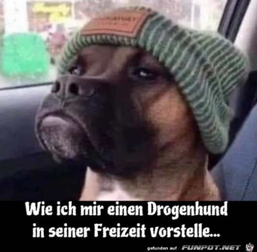 Lustiger Hund