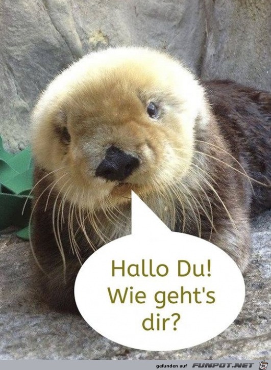 Hallo du