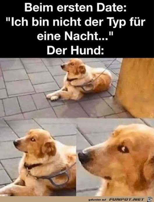 Der Hund ist skeptisch