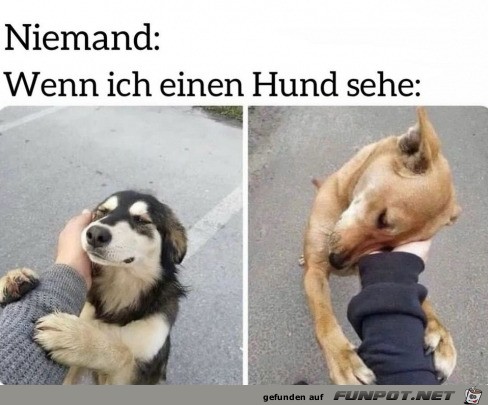 Wenn ich einen Hund sehe