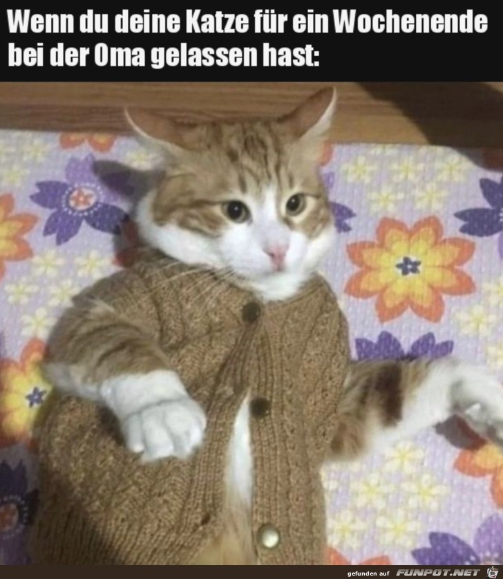 Katze war bei Oma