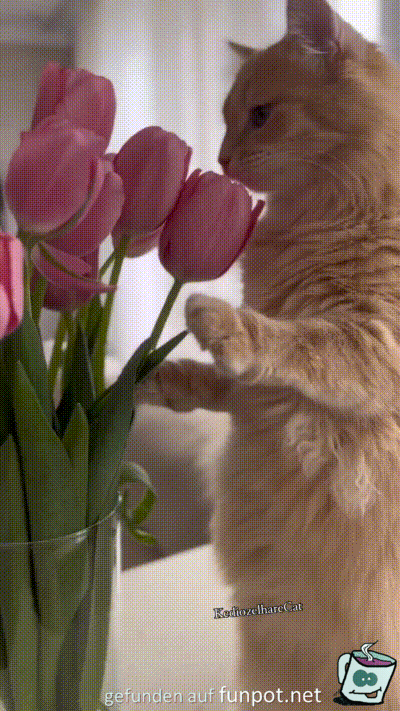 Katze mag die Tulpen
