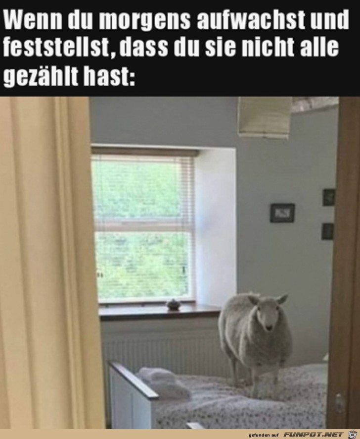 Ein Schaf vergessen