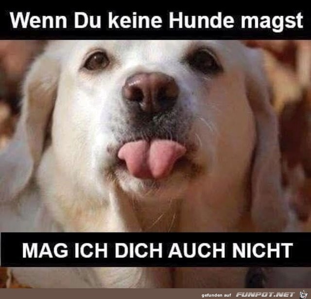 Keine Hunde