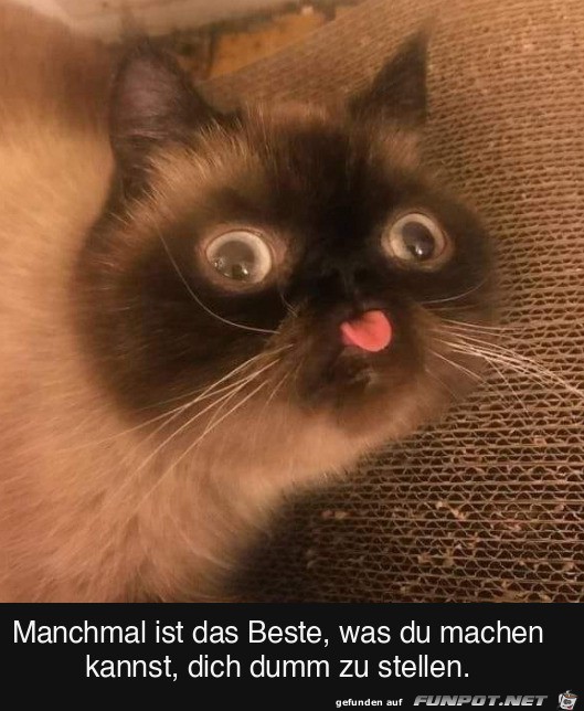 Witziges Bild Sich Dumm Stellen FUNPOT Witziges Bild Sich Dumm Stellen FUNPOT