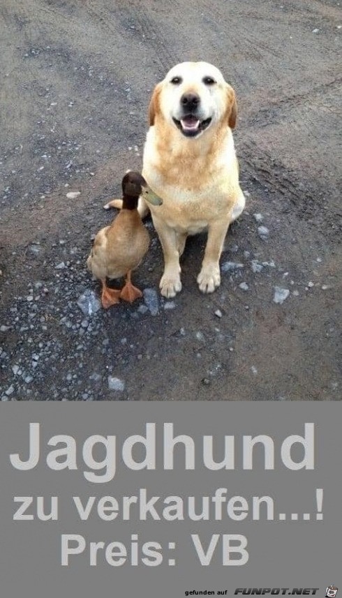 Jagdhund zu verkaufen