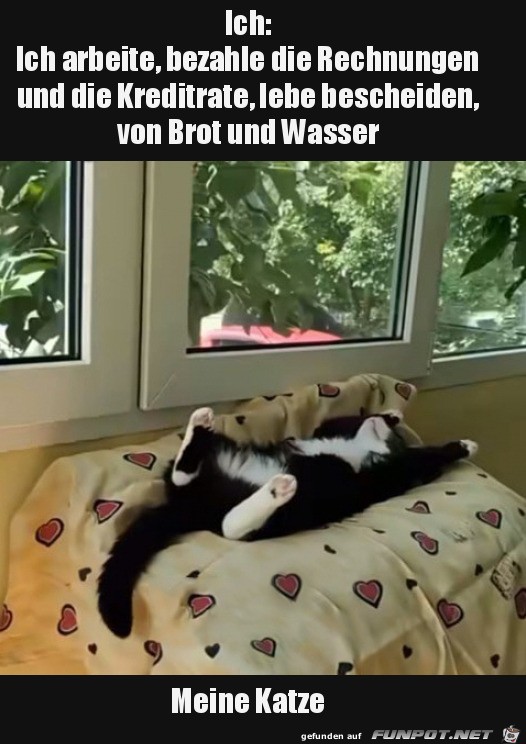 Meiner Katze gehts prima