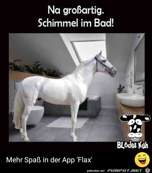 Schimmel im Bad