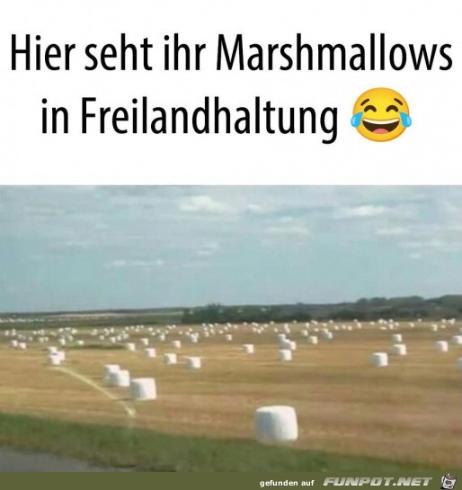 Marshmallows