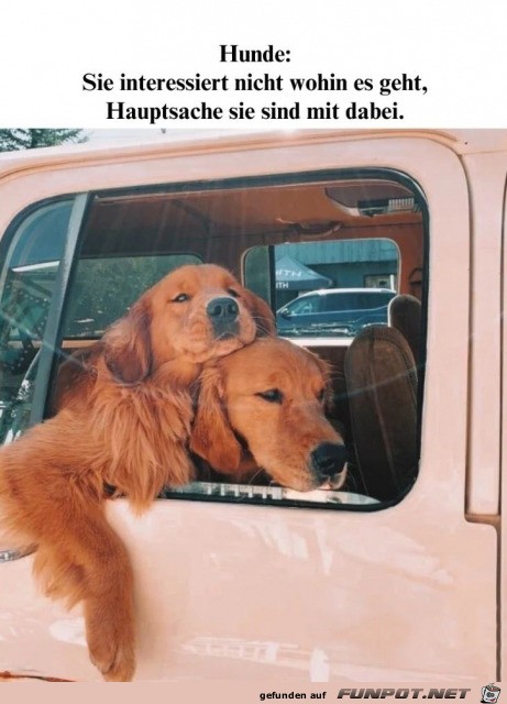 Hunde eben