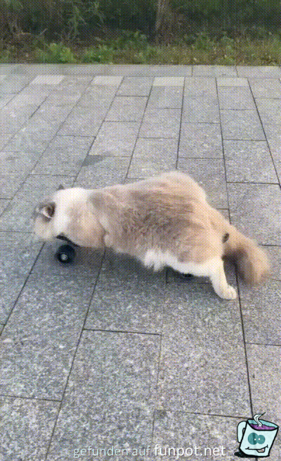 Skater-Katze