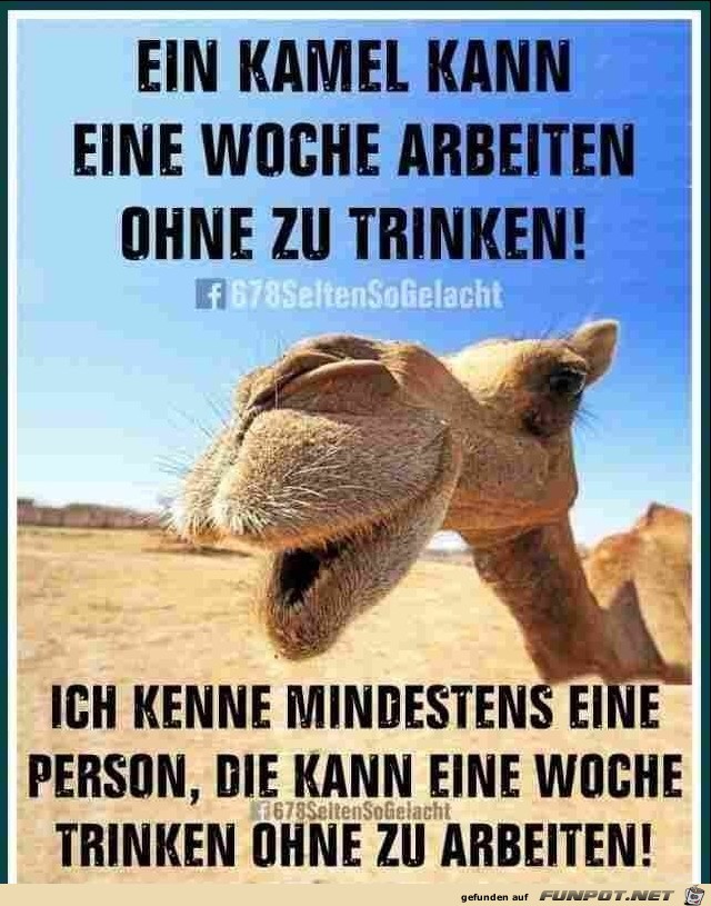 Ein Kamel Ein Kamel