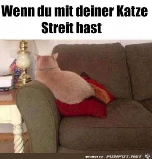 Streit mit der Katze