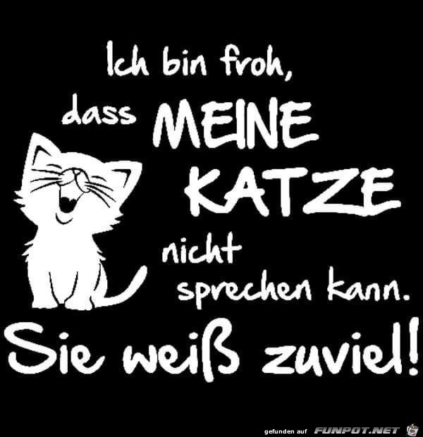 Katze wei zu viel