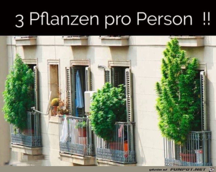 3 Pflanzen pro Person 3 Pflanzen pro Person