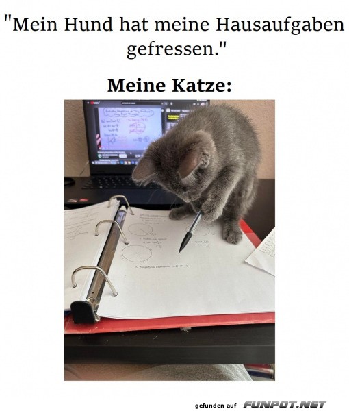 Meine Katze