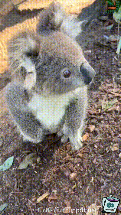 Niedlicher kleiner Koala