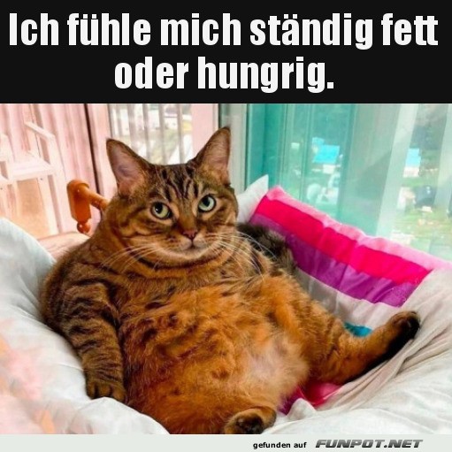 Stndig hungrig und fett