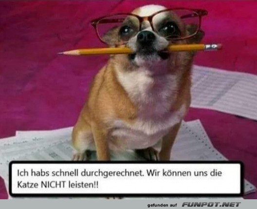 Hund hat nachgerechnet