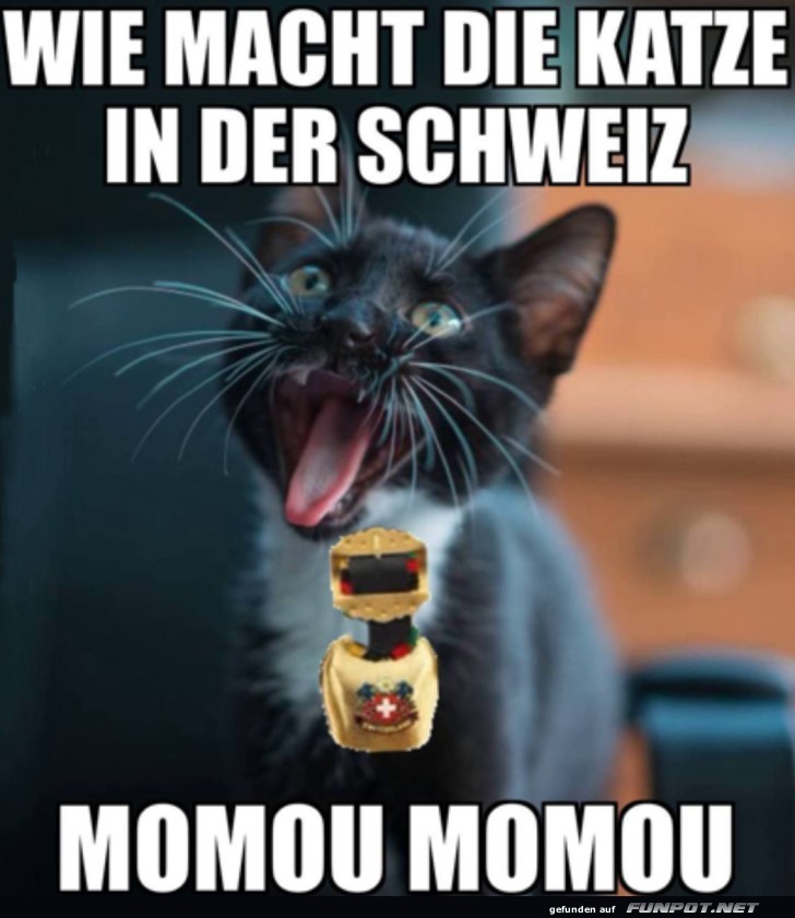 Schweizer Katze