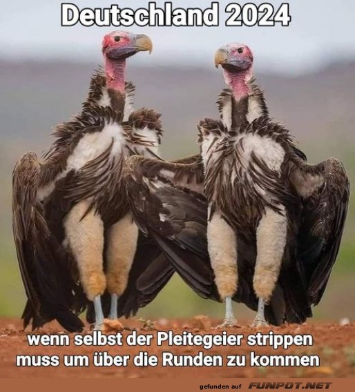 Der Pleitegeier