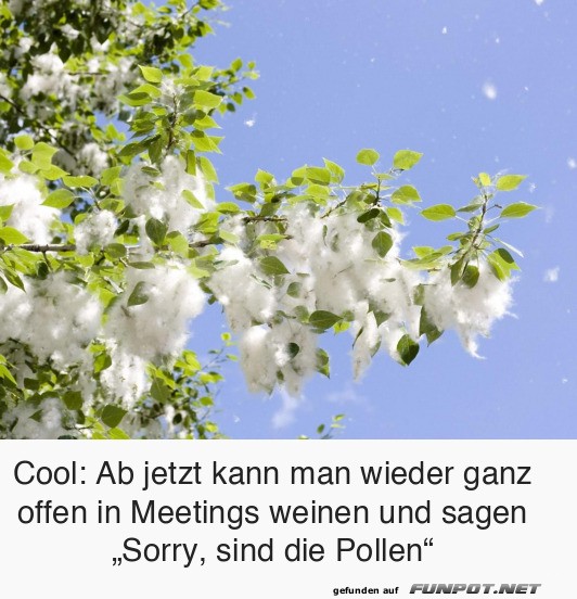 Die Pollen fliegen wieder