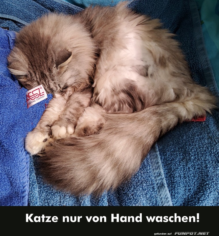 Katzenwsche