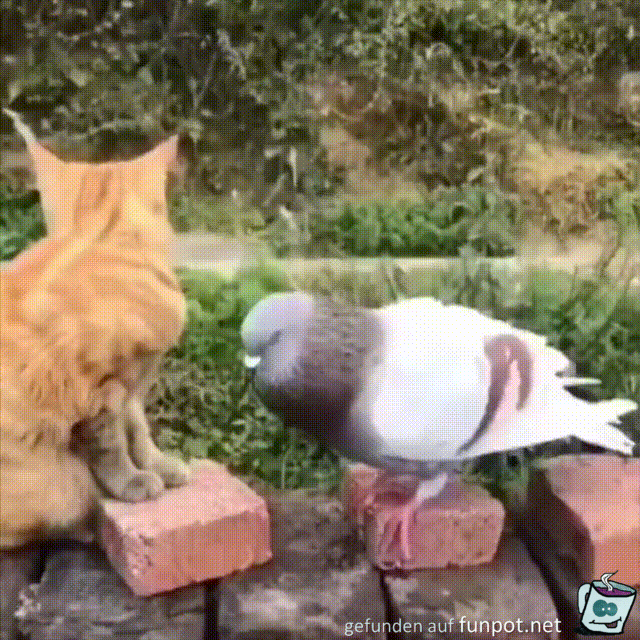 Katze und Taube